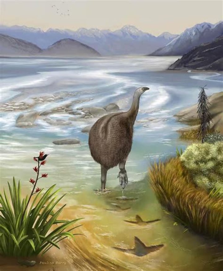 Kyeburn resident finds first moa footprints in the South Island